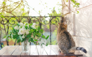 Картинка животные коты серый задом хвост отвернулся сидит полосатый сирень ветки цветы букет забор весна кот размыто спина настроение стол белая кошка