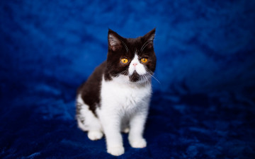 Картинка животные коты синий сидит мордочка экстремал перс котенок фон кошка желтоглазый