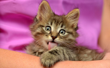 Картинка животные коты язык пушистый взгляд мордочка серый фон розовый кошка полосатый смешной выражение котенок