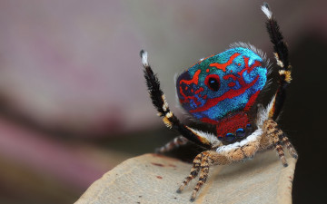 Картинка животные пауки паук глаза скакунчик чудик листок природа фон окрас макро поза паучок узор мохнатые