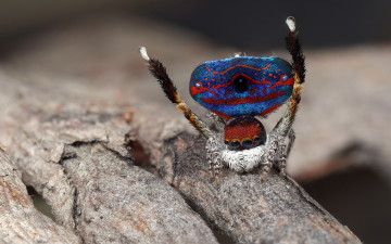 Картинка животные пауки паук глаза скакунчик кора чудик природа фон окрас макро поза паучок синий узор лапки брюшко джампер мохнатый дерево танец размытый прыгающий