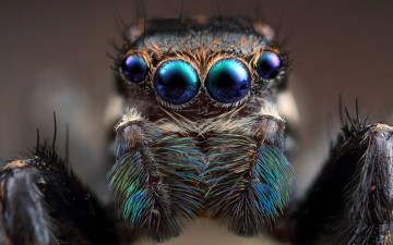Картинка животные пауки паук глаза скакунчик мордашка природа фон макро портрет паучок красавчик лысик сине-зеленые четырехглазый шерсть три волоска на четыре стороны крупный план лапки в анфас мохнатый джампер размытие размытый прыгающий