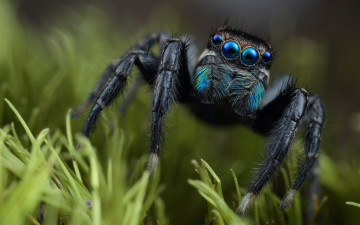 Картинка животные пауки паук глаза скакунчик трава растение мордашка черный природа фон зеленый макро портрет паучок мохнатые лапки синеглазый