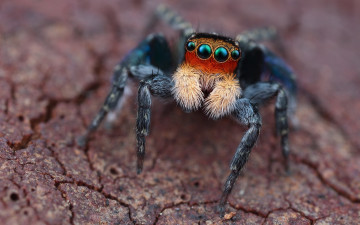Картинка животные пауки паук глаза скакунчик зеленоглазый чудик мордашка природа фон поза окрас макро