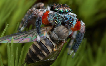 Картинка животные пауки паук скакунчик трава зеленоглазый крылышки насекомое еда добыча полосатая пропитание природа фон муха макро паучок