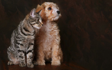 Картинка животные разные+вместе кот собака друг взгляд