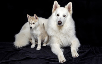 Картинка животные собаки белые портрет швейцарская овчарка собака щенок морда черный фон фотосессия ткань