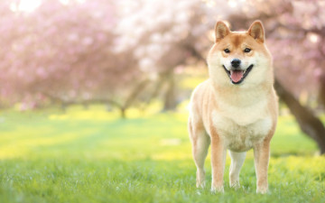 Картинка животные собаки газон деревья собака трава весна акита акита-ину природа сад мордашка зелень цветение
