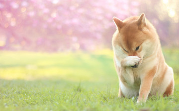Картинка животные собаки газон трава весна