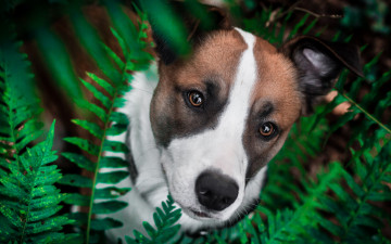Картинка животные собаки глаза трава мордашка милый зелень папоротник собака пятнистый взгляд фон природа коричневый с белым листья