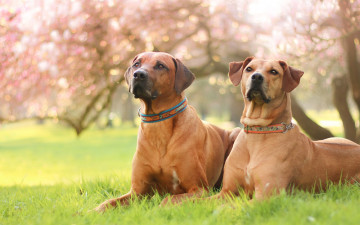 Картинка животные собаки весна трава крупные пара магнолия двое два портрет фон цветение псы цветы парк сад газон природа лежат боке