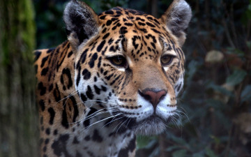 Картинка животные Ягуары ягуар пантера зоопарк хищник большой кот взгляд