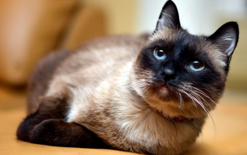 Картинка животные коты кот голубоглазый портрет сиамский развалился лежит кошка