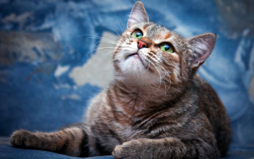 Картинка животные коты кот голубой мордочка зеленоглазая полосатая смотрит вверх разводы фон лежит взгляд кошка
