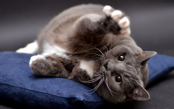 Картинка животные коты лежит британский дикий толстый смешной подушка лапа кошка взгляд серый фон поза кот