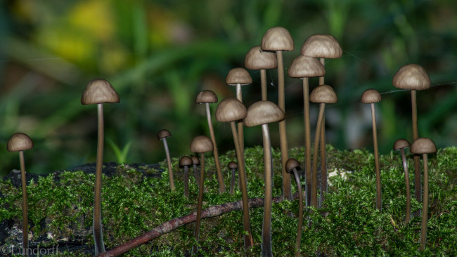 Обои картинки фото природа, грибы, семейка, грибная
