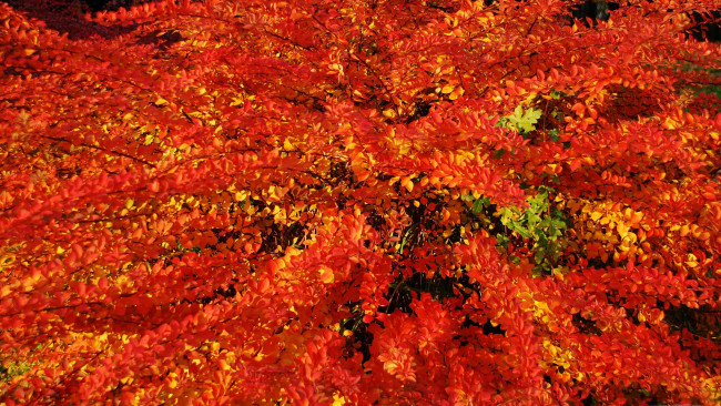Обои картинки фото природа, листья, осень, багрянец