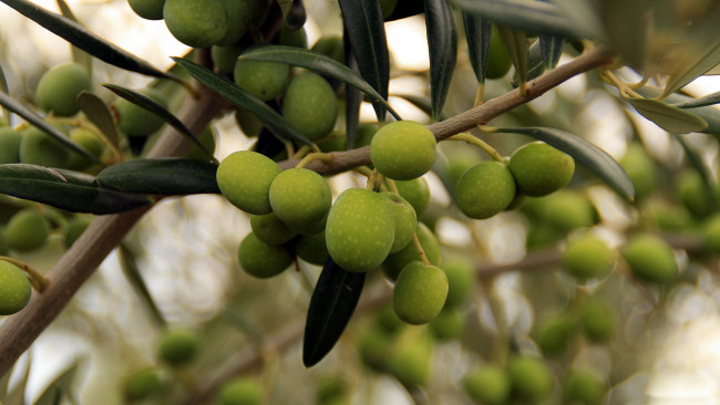 Обои картинки фото природа, плоды, оливки