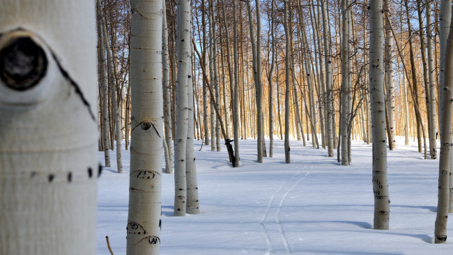 Обои картинки фото природа, зима, деревья, снег, лыжня, стволы