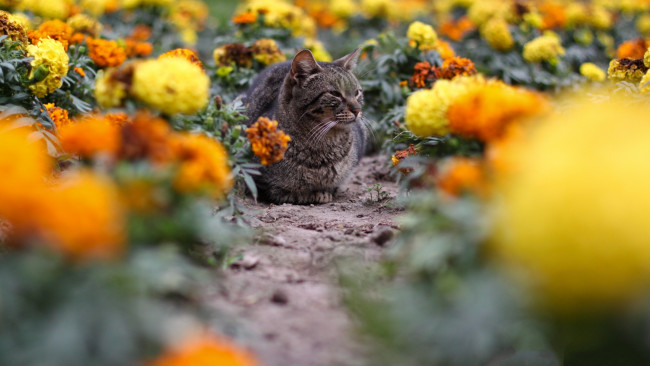Обои картинки фото животные, коты, цветы, кошка