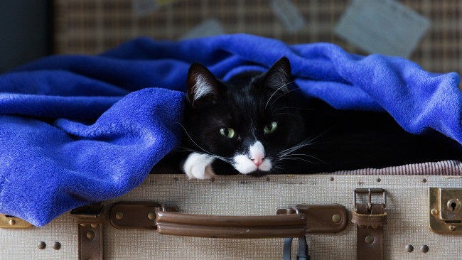 Обои картинки фото животные, коты, кот, синий, зеленоглазый, черный, хитрый, чемодан, морда, полотенце, вояж, взгляд, портрет, лежит, кошка, поза, махровое
