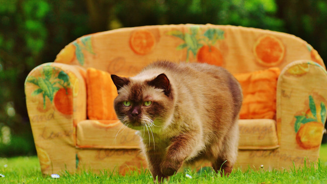Обои картинки фото животные, коты, кот, трава, лето, спит, уютно, сад, сиеста, сиамская, пушистая, поза, диван, кошка
