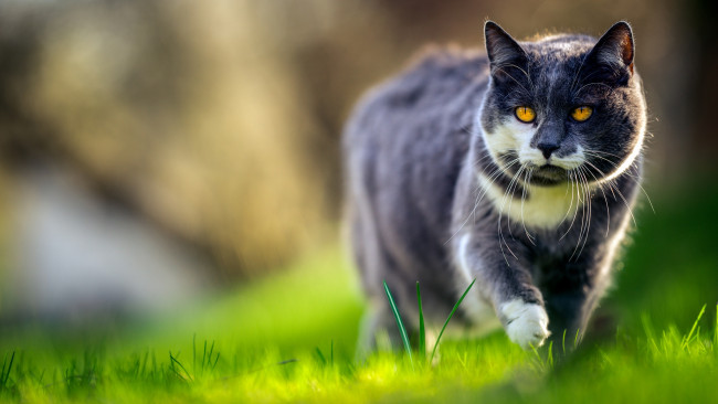 Обои картинки фото животные, коты, желтоглазый, прогулка, кот, морда, эффектный, весна, серый, трава, кошка, зелень