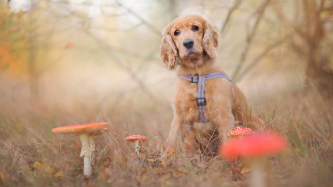 Обои картинки фото животные, собаки, грибы, осень, мухоморы, грусть, поисковик, грибник, пёсик, щенок, природа, собака, лес