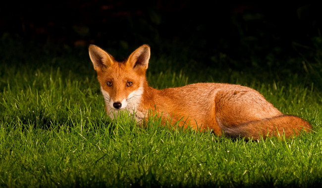 Обои картинки фото животные, лисы, трава, уши, хвост, глаза, лиса