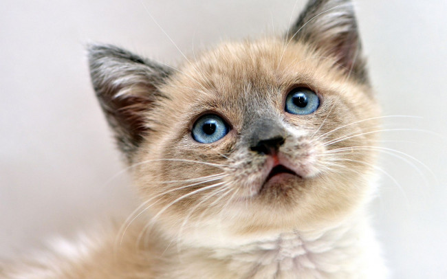 Обои картинки фото животные, коты, мордочка, голубоглазый, фон, котенок, глаза, кошка, взгляд, портрет