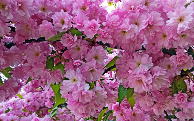Обои картинки фото цветы, сакура,  вишня, розовые, цветение, весна, дерево, ветка, листья, цветки