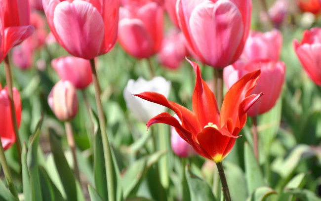 Обои картинки фото цветы, тюльпаны, поле, красный, розовые