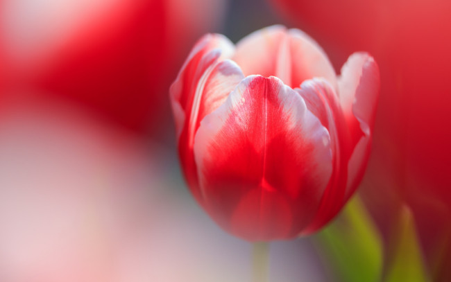 Обои картинки фото цветы, тюльпаны, тюльпан, красный