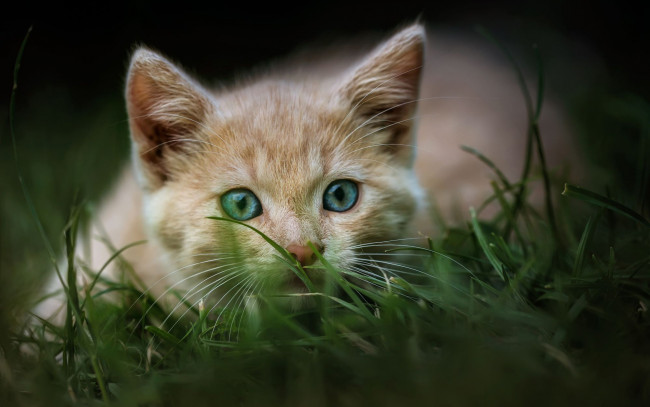 Обои картинки фото животные, коты, кошка, портрет, природа, котенок, рыжий, мордочка, трава, голубоглазый, поза
