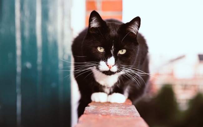 Обои картинки фото животные, коты, кот, глаза, зеленоглазый, черный, улица, смелый, кошка, портрет, яркий, поза, высота, сидит, кирпичи, смотрит, морда, стена, белые, пятна, взгляд