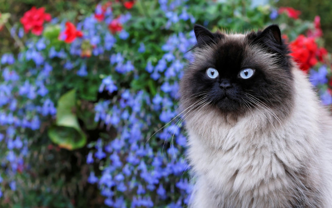 Обои картинки фото животные, коты, кот, пушистая, мордочка, голубоглазая, сад, сиамская, кошка, портрет, цветы