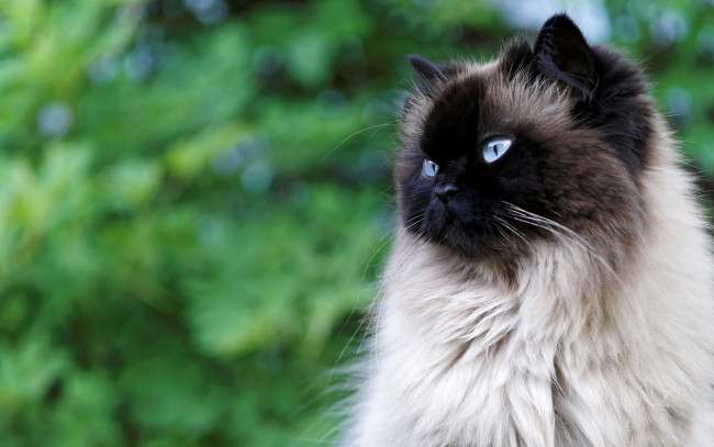 Обои картинки фото животные, коты, кот, пушистая, зелень, боке, голубоглазая, природа, фон, сиамская, кошка, взгляд, портрет