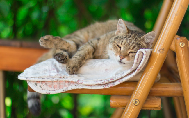 Обои картинки фото животные, коты, кот, стул, лето, одеяло, спит, настроение, боке, размыто, полосатый, леджит, лень, фон, серый, зеленый, кошка