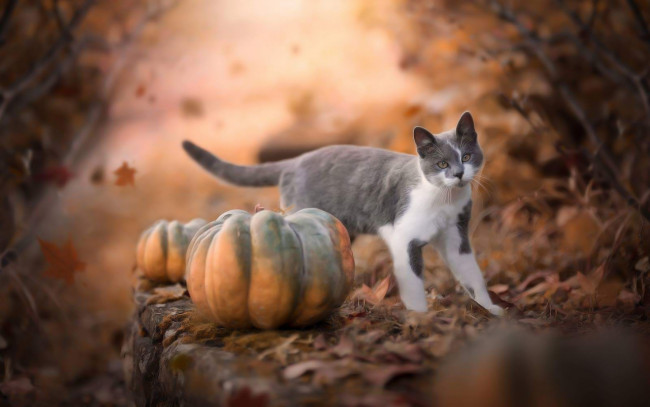 Обои картинки фото животные, коты, серая, с, белым, листопад, осень, листья, кот, природа, тыквы, ветви, кошка