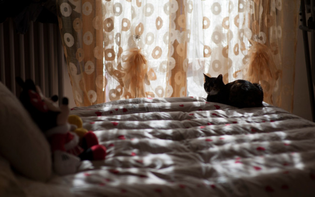 Обои картинки фото животные, коты, тени, уютно, игрушки, освещение, комната