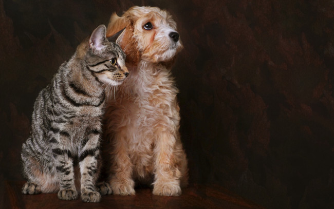 Обои картинки фото животные, разные вместе, кот, собака, друг, взгляд