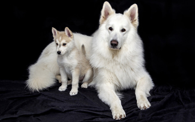 Обои картинки фото животные, собаки, белые, портрет, швейцарская, овчарка, собака, щенок, морда, черный, фон, фотосессия, ткань