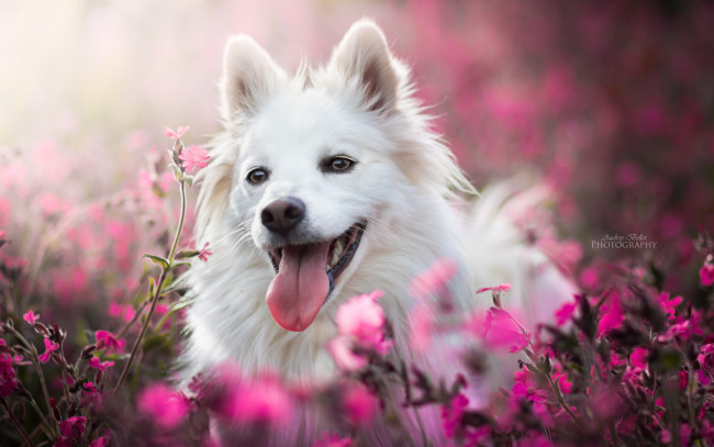 Обои картинки фото животные, собаки, цветы, собака, боке, радость, морда, язык