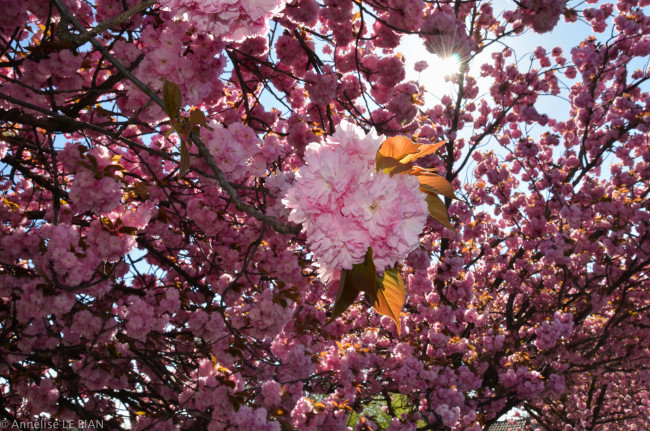 Обои картинки фото цветы, сакура,  вишня, ветки