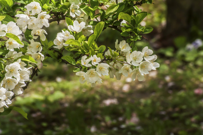 Обои картинки фото цветы, цветущие деревья ,  кустарники, цветение, весна, дерево