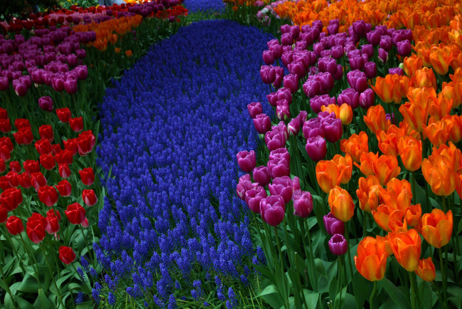 Обои картинки фото цветы, разные вместе, гиацинты, мускари, тюльпаны