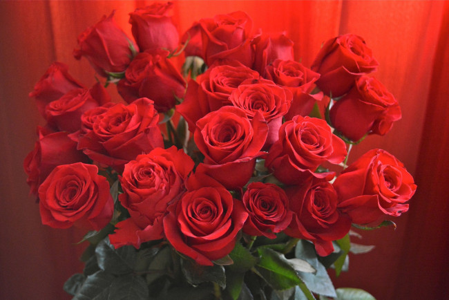 Обои картинки фото цветы, розы, бутоны, красные, букет, листья