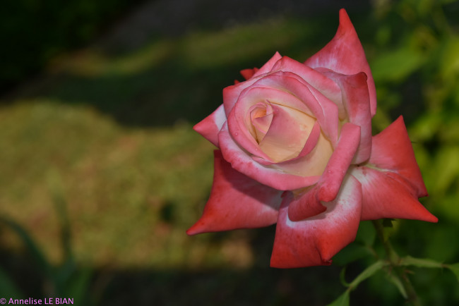 Обои картинки фото цветы, розы, лепестки, цветение, розовая, роза, бутон