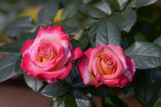 Обои картинки фото цветы, розы, макро, бутоны