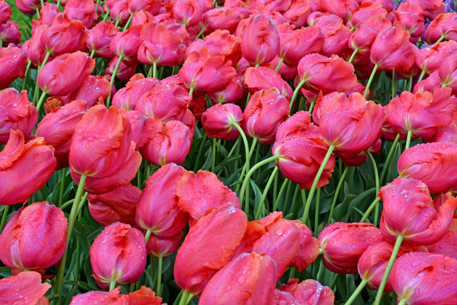 Обои картинки фото цветы, тюльпаны, капли, крупным, планом, мокрые, бутоны, розовые